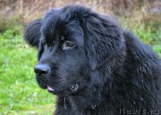 Превью фото № 194807