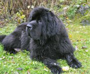 Превью фото № 194810