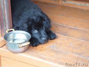 Превью фото № 194817