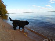 Превью фото № 194818