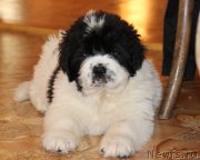 Превью фото № 194901