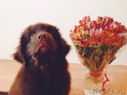 Превью фото № 194941