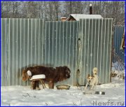 Превью фото № 195037