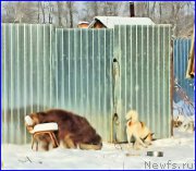 Превью фото № 195040