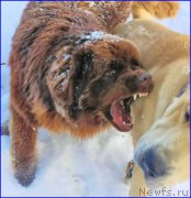 Превью фото № 195041