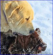 Превью фото № 195050