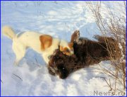 Превью фото № 195052