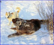 Превью фото № 195053