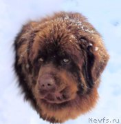 Превью фото № 195054