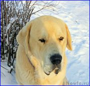 Превью фото № 195058