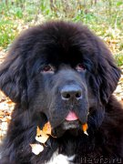 Превью фото № 195098