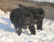 Превью фото № 195118