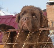 Превью фото № 195128