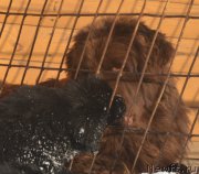 Превью фото № 195135