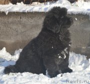 Превью фото № 195147