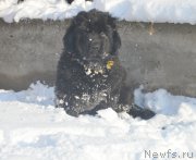 Превью фото № 195152