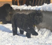 Превью фото № 195155