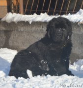 Превью фото № 195156