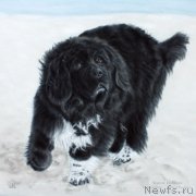 Превью фото № 195161