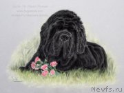 Превью фото № 195169