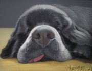 Превью фото № 195173