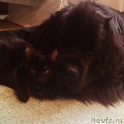 Превью фото № 195178