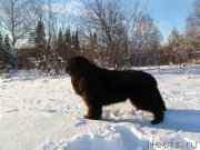 Превью фото № 195180