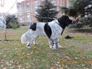 Превью фото № 195183