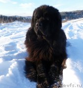 Превью фото № 195184