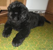 Превью фото № 195191