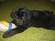 Превью фото № 195192