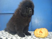 Превью фото № 195273