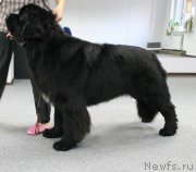 Превью фото № 195291