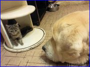 Превью фото № 195330