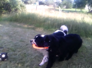 Превью фото № 195393