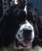 Превью фото № 195395