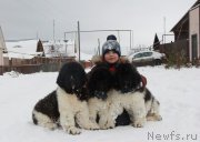 Превью фото № 195417