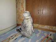 Превью фото № 195450