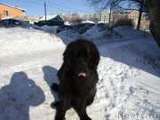 Превью фото № 195453