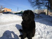 Превью фото № 195454