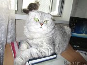 Превью фото № 195513