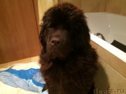 Превью фото № 195526