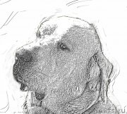 Превью фото № 195554