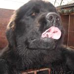 Превью фото № 1956