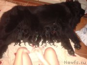 Превью фото № 195621