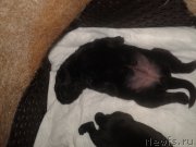 Превью фото № 195622