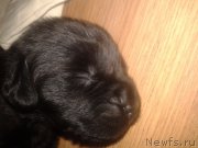 Превью фото № 195624