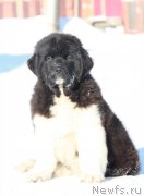 Превью фото № 195654