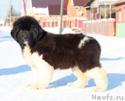 Превью фото № 195655