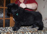 Превью фото № 195668